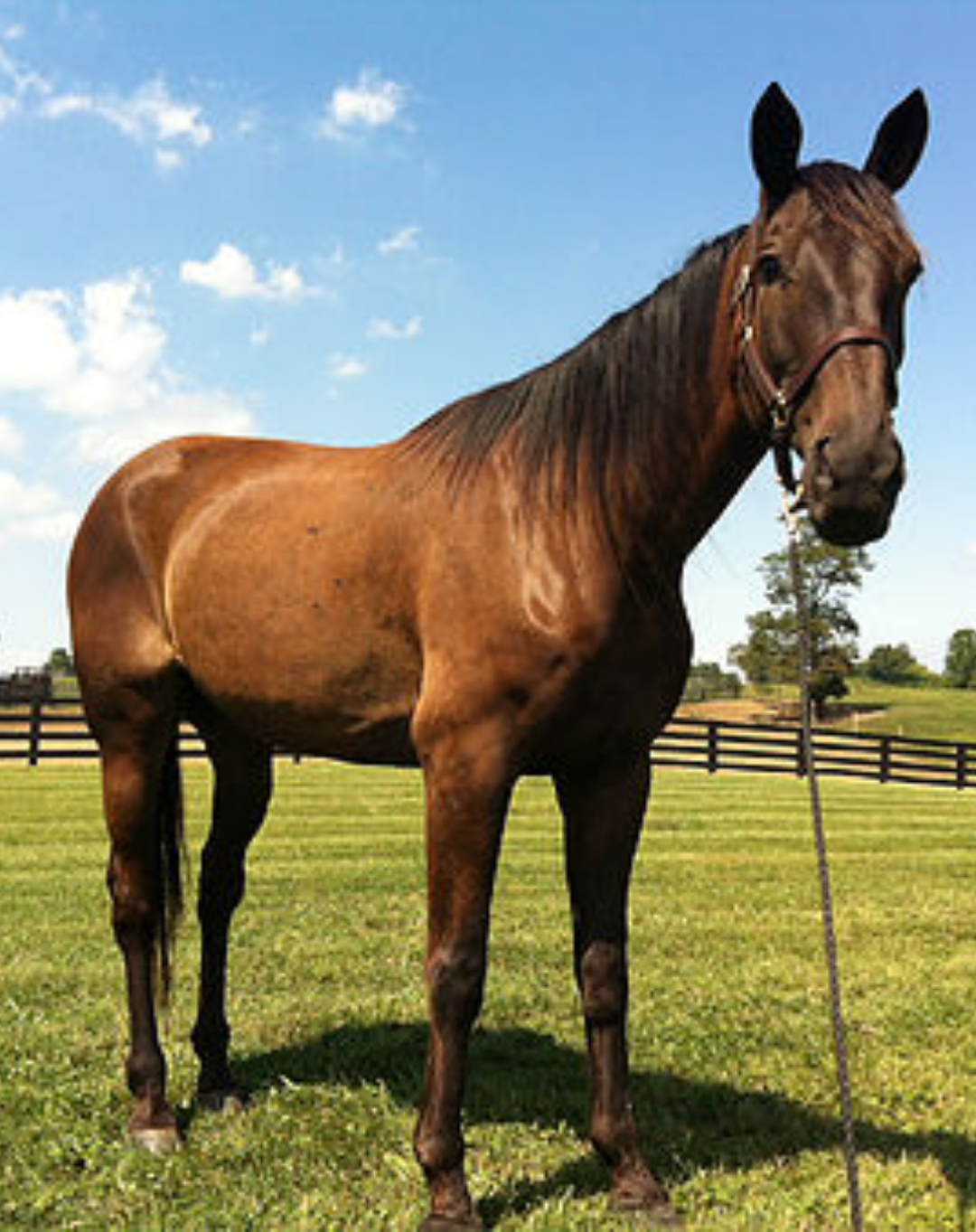 Desist Hanover