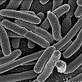 EscherichiaColi_NIAID.jpg