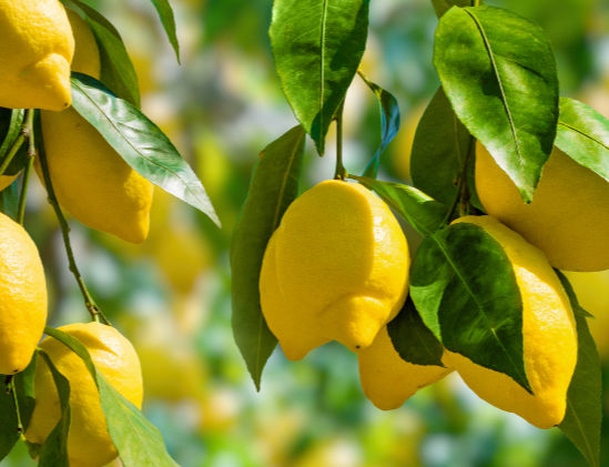 Close-up of ripe lemons hanging on a branch — symbol of Greek sunlight, renewal, and Mediterranean vitality.