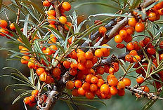 A lush bush full of sea buckthorn berries that caught the attention of Alexander the Great.