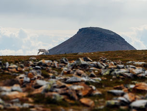 Bilder: Hösten gör sitt intåg på fjället