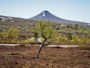 Försommar på fjället