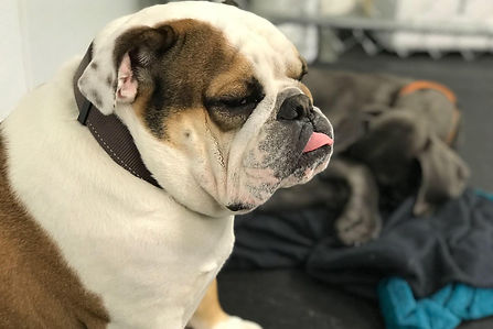 Dog after daycare
