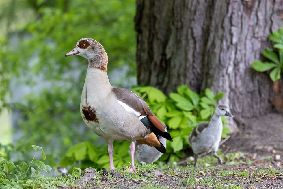 Nilgans