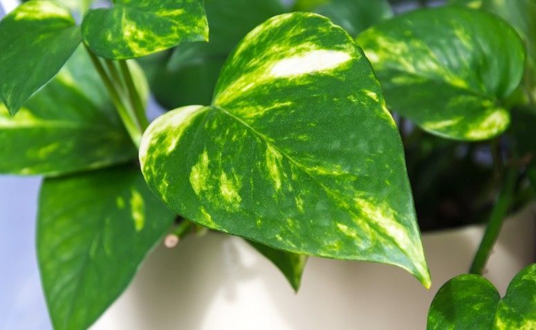 Plantas para Escritório Jibóia