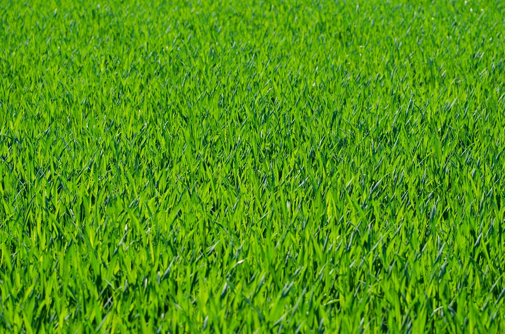 planta para telhado verde extensivo grama sao carlos