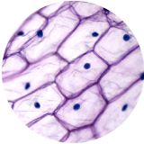 Microscopic view of cell structure