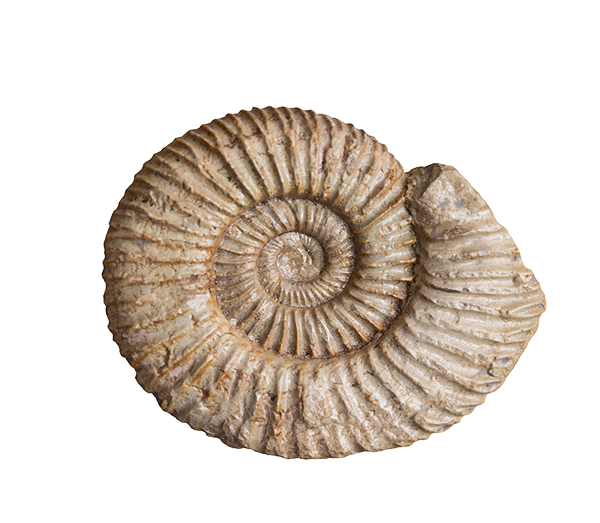 Fossil of a snail shell