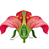 The stamen and pistil of a flower