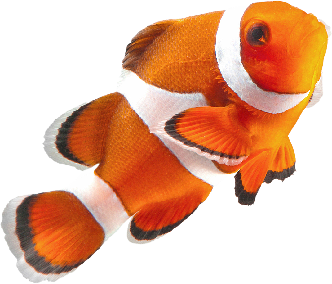 Clownfish