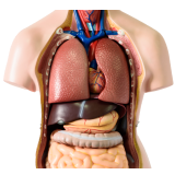 Diagram of respiratory system