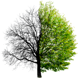 Comparison of a tree with and without leaves