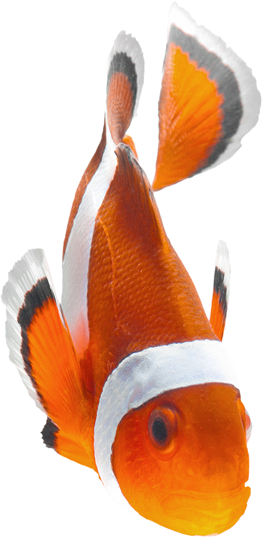 Clownfish_4.png