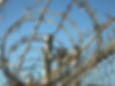 AMERICAN FENCE GARAGE LIFE WIRE FENC
