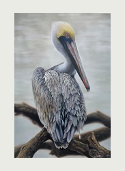 Pelican_Website