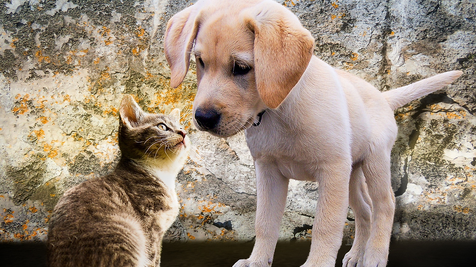 Blessing of Pets and Animals