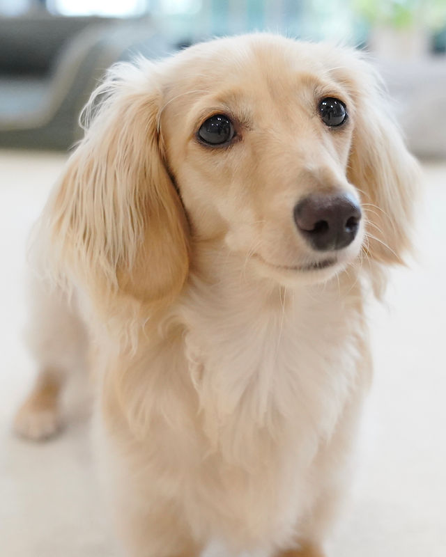 ☆受付☆犬ちゃん色々 About | My Site