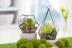 Terrarium