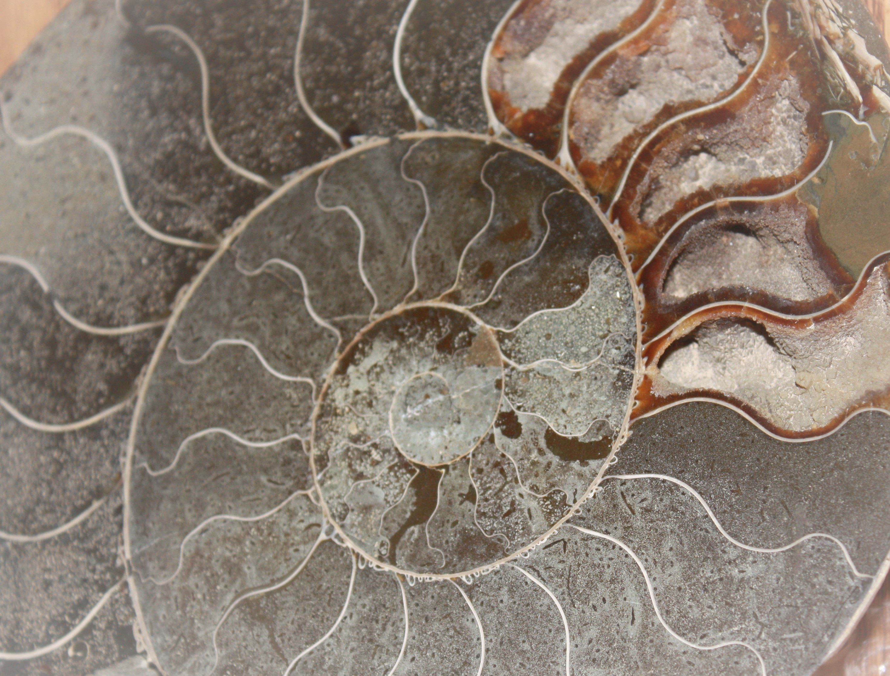 Ammonite