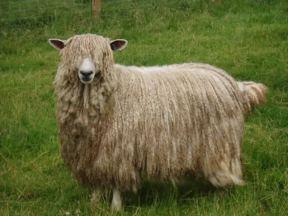 Thumbnail: 145. Leicester Longwool ewe, Helen.)  95 x 80cm  £250