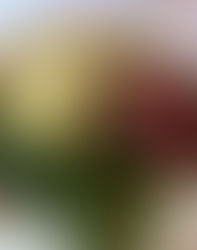 D I N N E R   T I M E