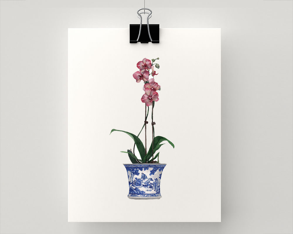 Pink Phalaenopsis Orchid in a blue and white pot