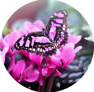pink-butterfly-1281428_1920 (Klein).png