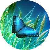 blauer schmetterling