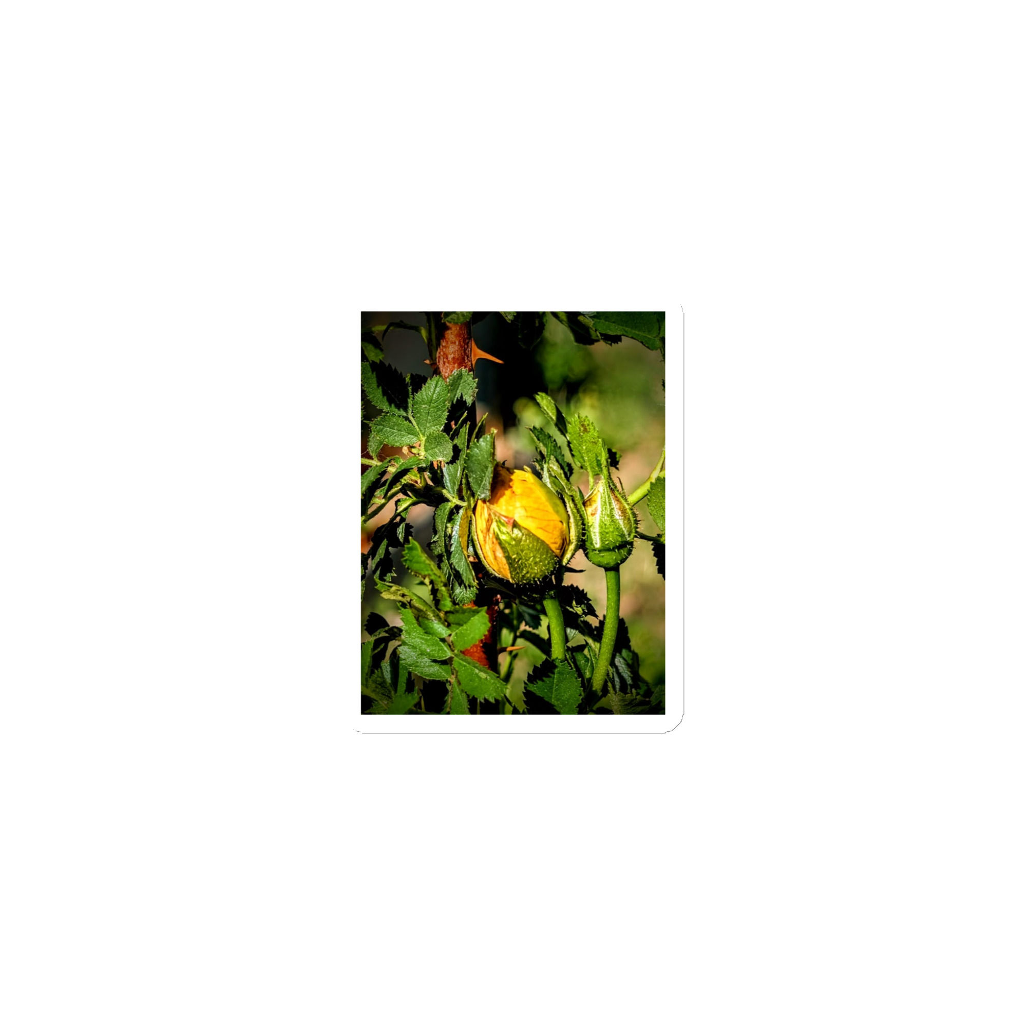 Summer Collection: Golden Dawn Unfolding, A Fine Art Magnet