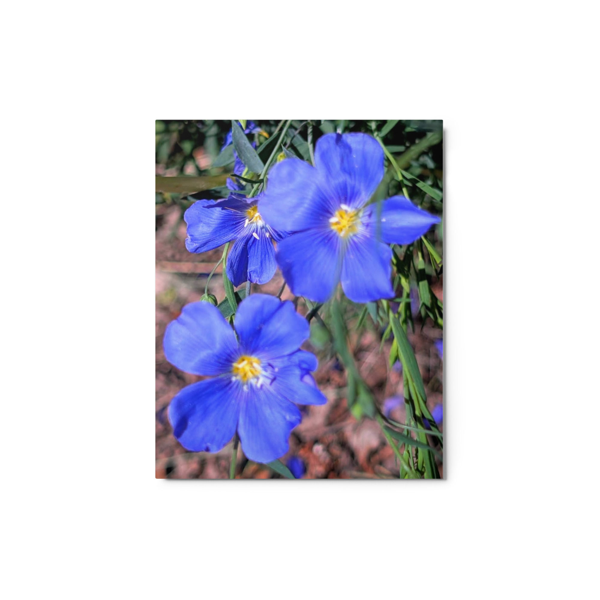 Summer Collection: Skyborne Serenity, A Fine Art Metal print