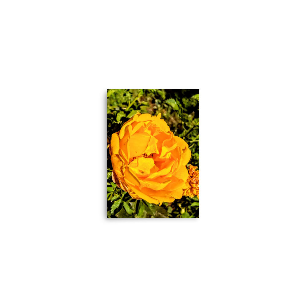 Summer Collection: Sunrise in Full Bloom, A Fine Art Poster