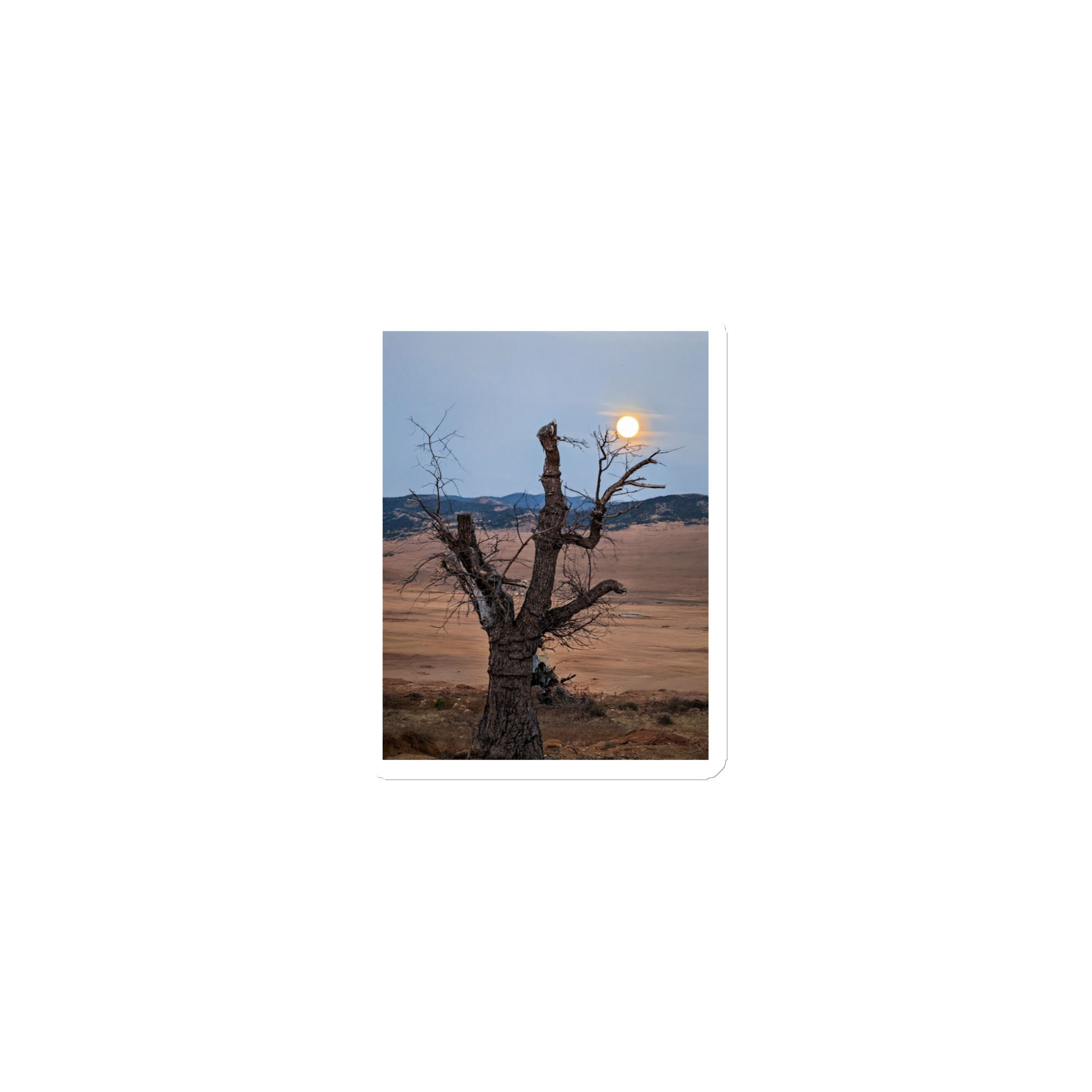 Spring Collection: Moonrise Through the Ancient Tree, Magnet