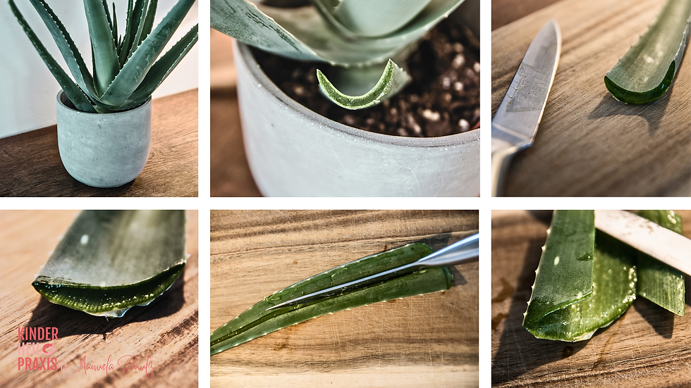 Frisches Aloe Vera Gel bei Sonnenbrand, Insektenstichen & Hautirritationen auftragen
