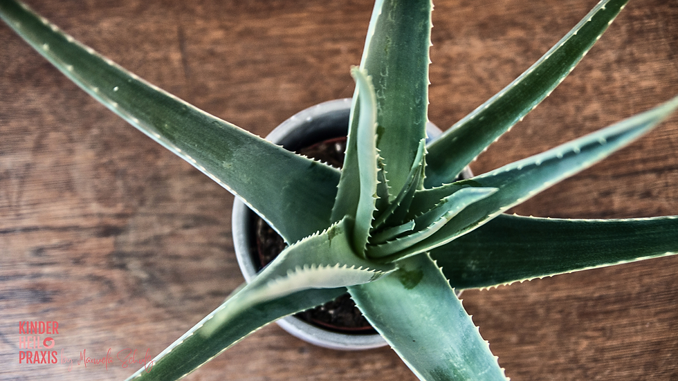 Aloe Vera Gel – Hilfe bei Sonnenbrand & Insektenstichen