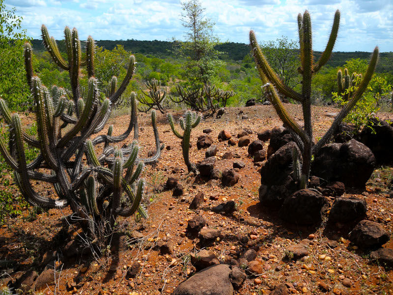 A imagem mostra um cacto Mandacaru (Cereus jamacaru), uma planta típica da Caatinga