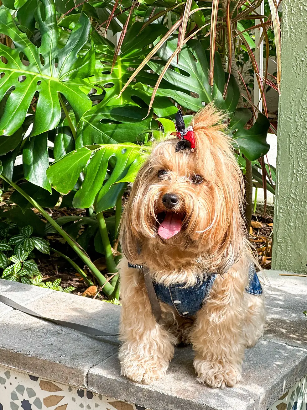 A cute dog wearing a denim harness with a ladybug bow, standing in front of lush greenery at a café.