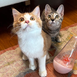 マロン＆くるみ