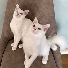 ハープ＆フルート