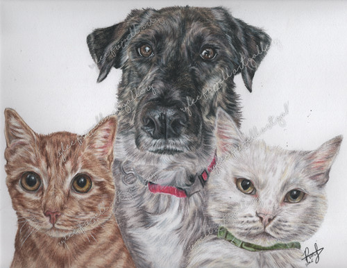 Color Pencil Pet Portrait | Rylee Art Frizzell Gallery