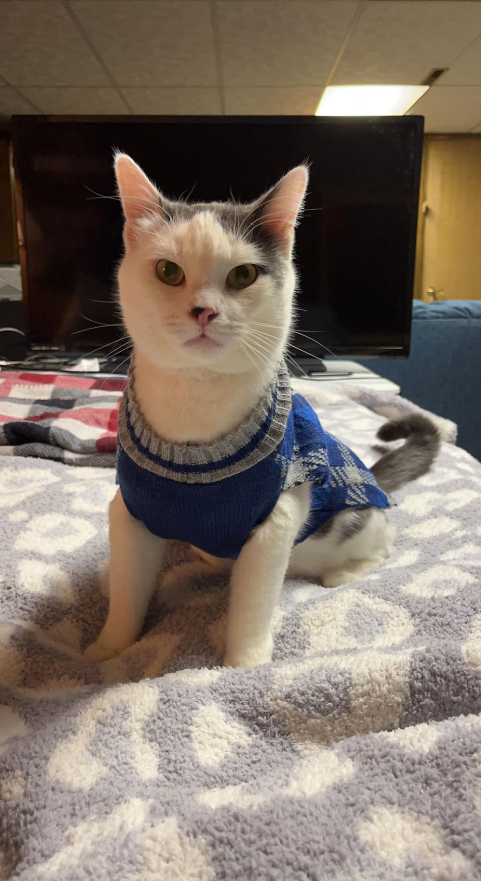 321960320_534383175290759_116042555249360551_n