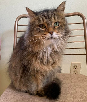 327202294_533534502101488_5744026197067388012_n (1)_edited.jpg