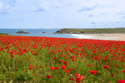 poppies over Crantock beach