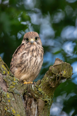 Fledgling Kestrel