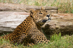 Sri Lankan leopard