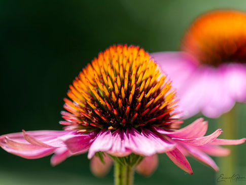 Echinacea-01.jpg