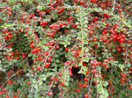 Cotoneaster