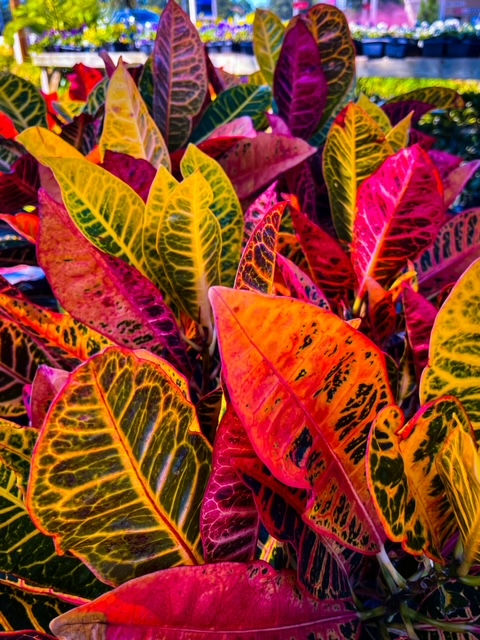 Croton