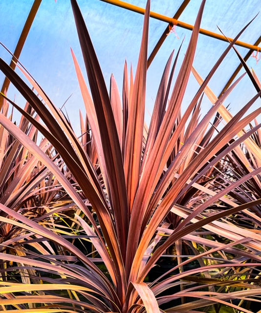 Cordyline