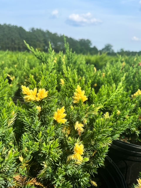 Variegated Parsoni Juniper