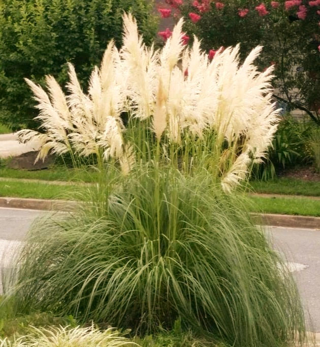 Pampas Grass